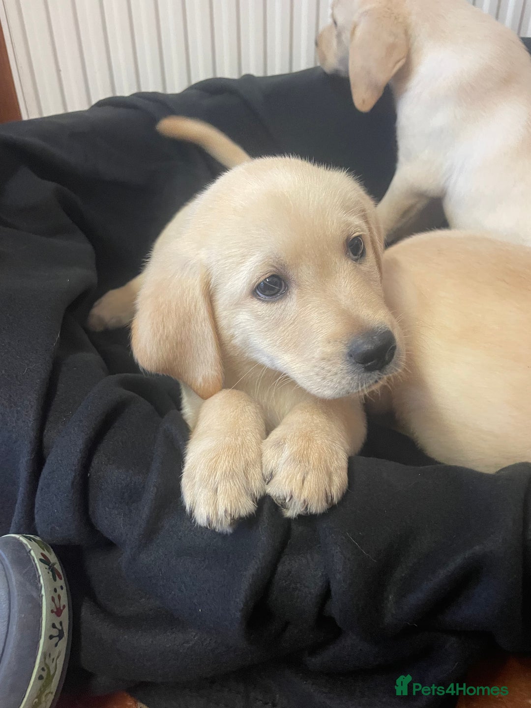 Labrador Retriever dogs for sale: Beautiful Andrex Labrador Puppy’s  - Image 11