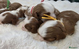 Cavalier King Charles Spaniel dogs for sale: Health tested, insured blenhiem CKCS puppies - Advert 5