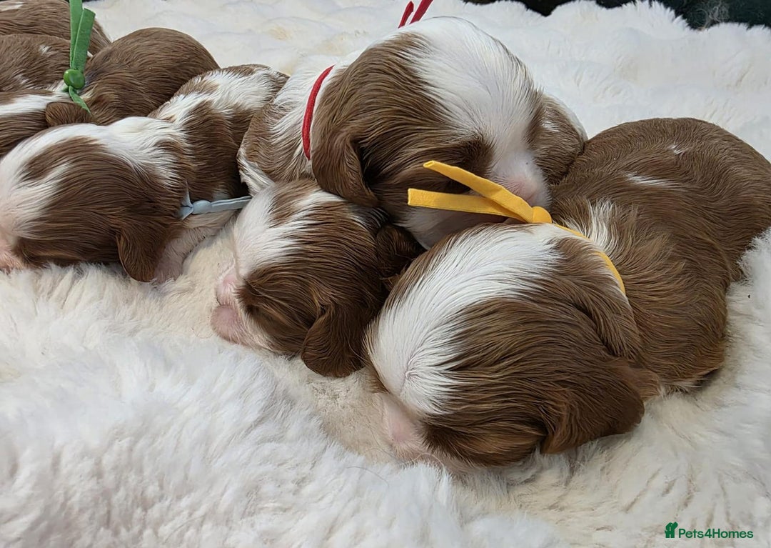 Cavalier King Charles Spaniel dogs for sale: Health tested, insured blenhiem CKCS puppies - Advert 5