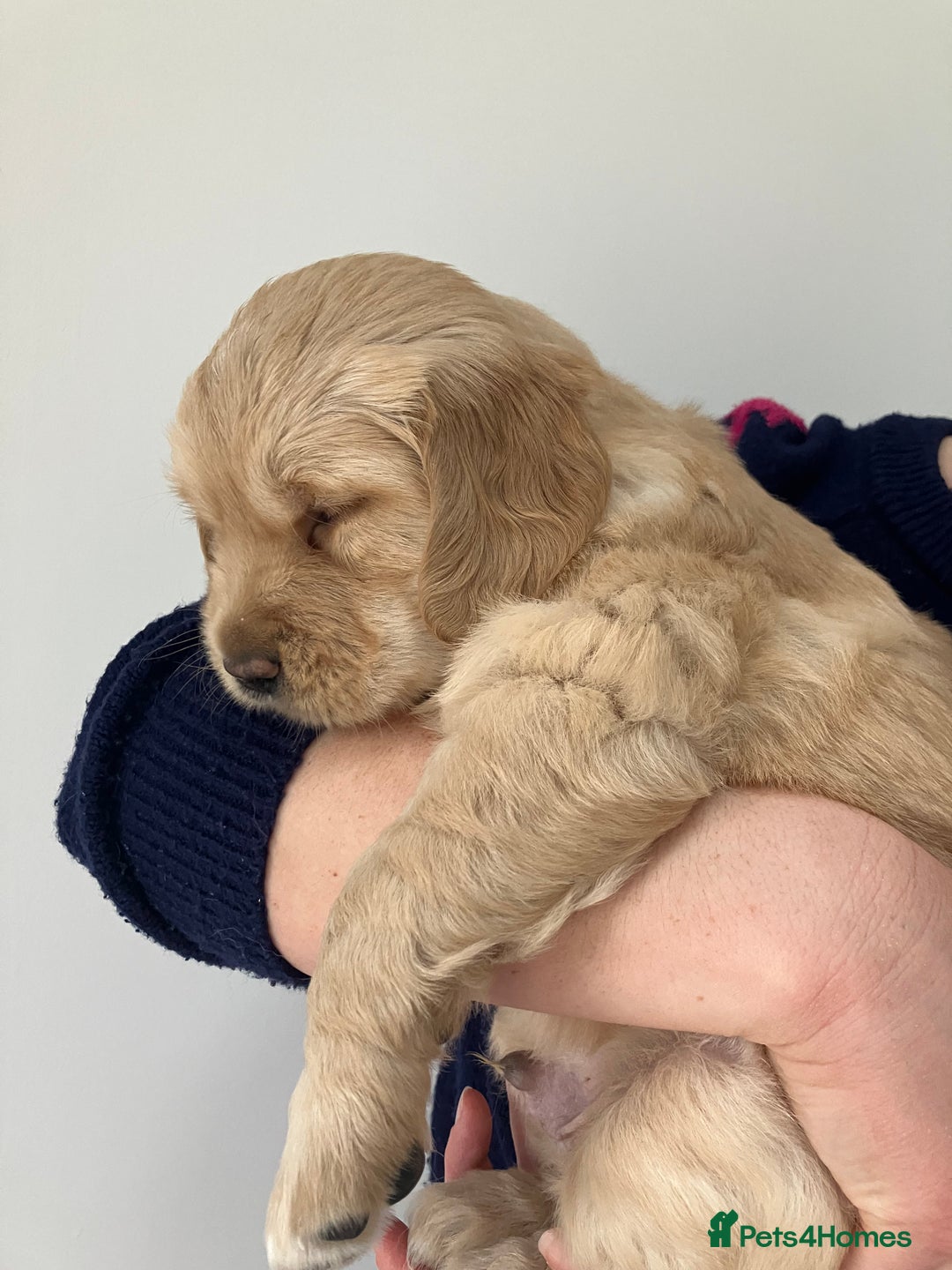 Golden Retriever dogs for sale: KC Registered Golden Retriever Male Ready  24/12 - Advert 2