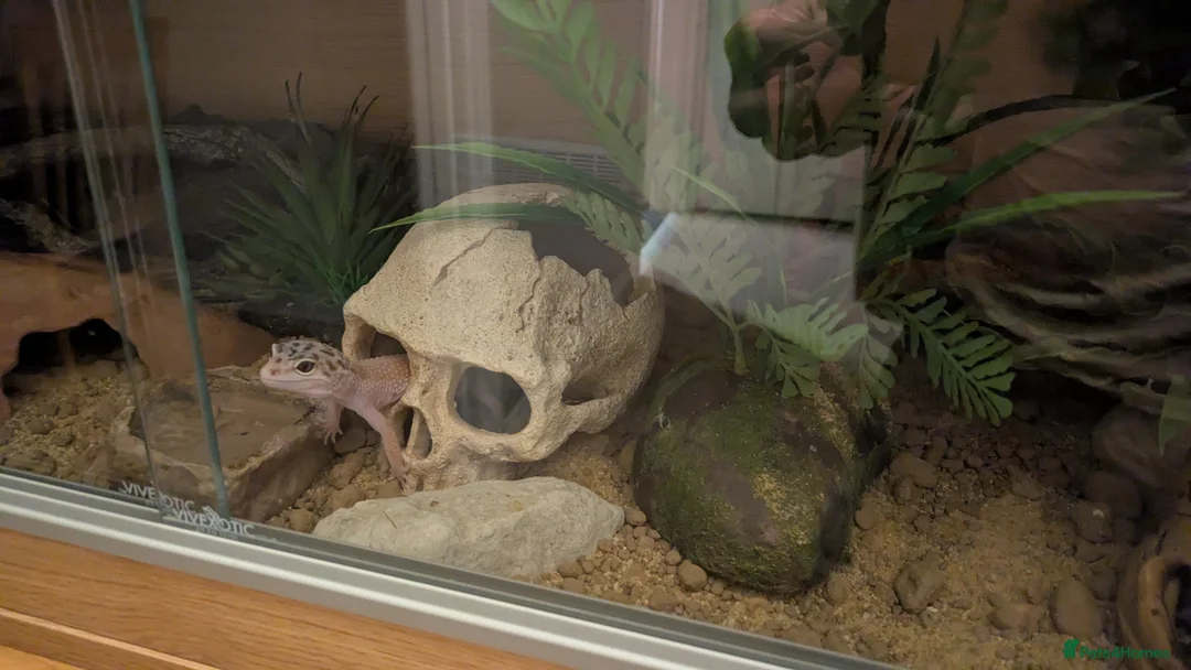Leopard Gecko reptiles for sale: Leopard gecko 🦎 & vivarium  in Chippenham - Advert 12