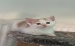 Maine Coon cats for sale: Adorable half mainecoon kittens for sale  - Image 4