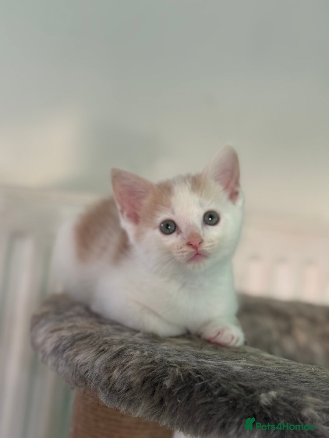 Maine Coon cats for sale: Adorable half mainecoon kittens for sale  - Image 4