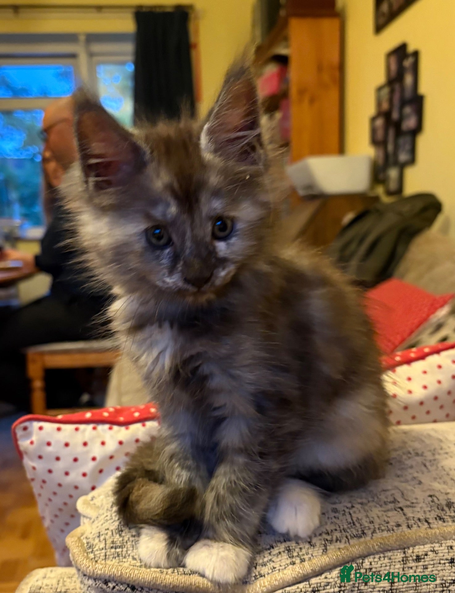 Maine Coon cats Maine Coon kittens ❤️❤️❤️❤️ - Advert 1