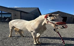 Welsh Section A horses for sale: Welsh section A Gelding - Image 1