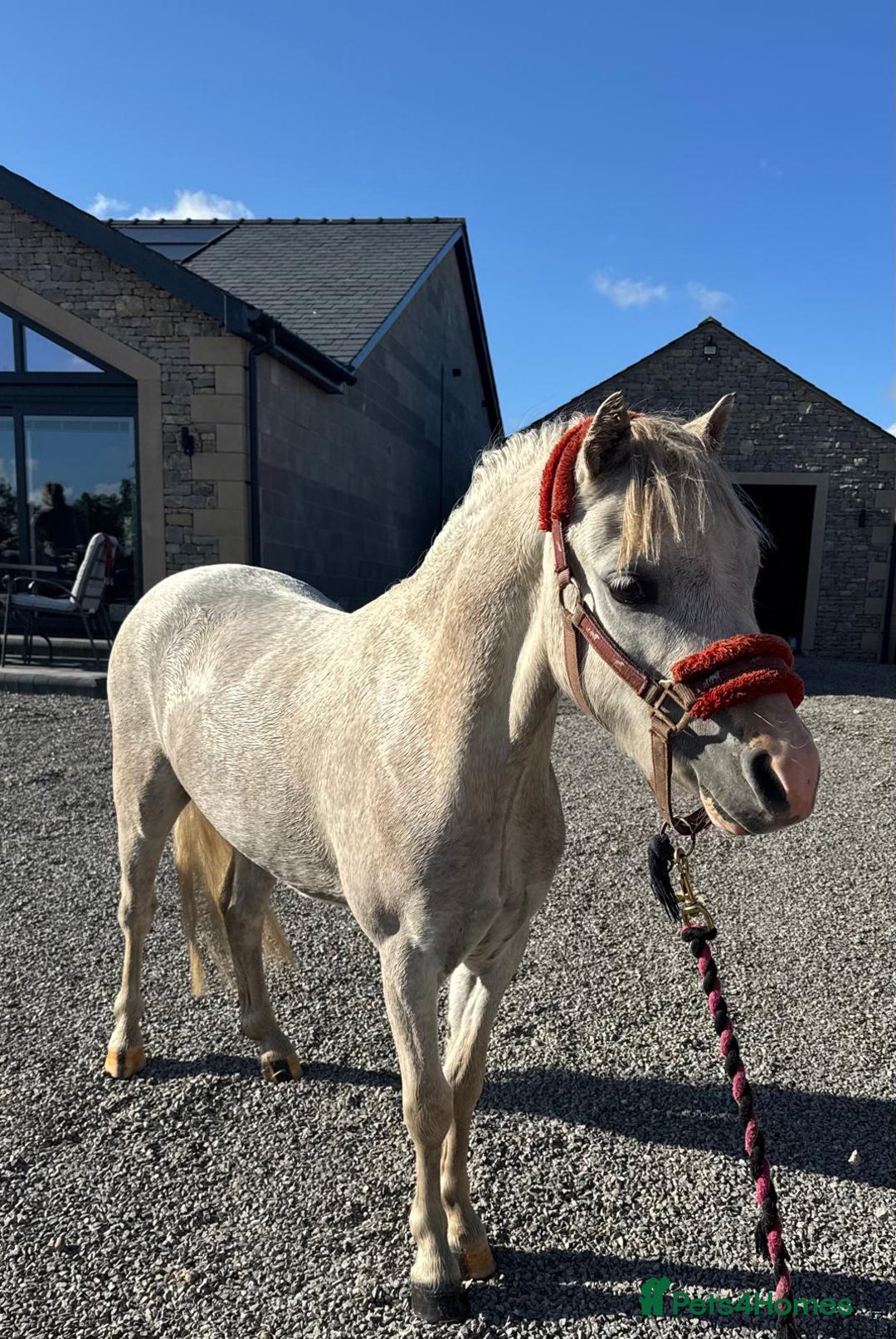 Welsh Section A horses for sale: Welsh section A Gelding - Image 1
