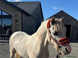 Welsh Section A horses - Advert 22