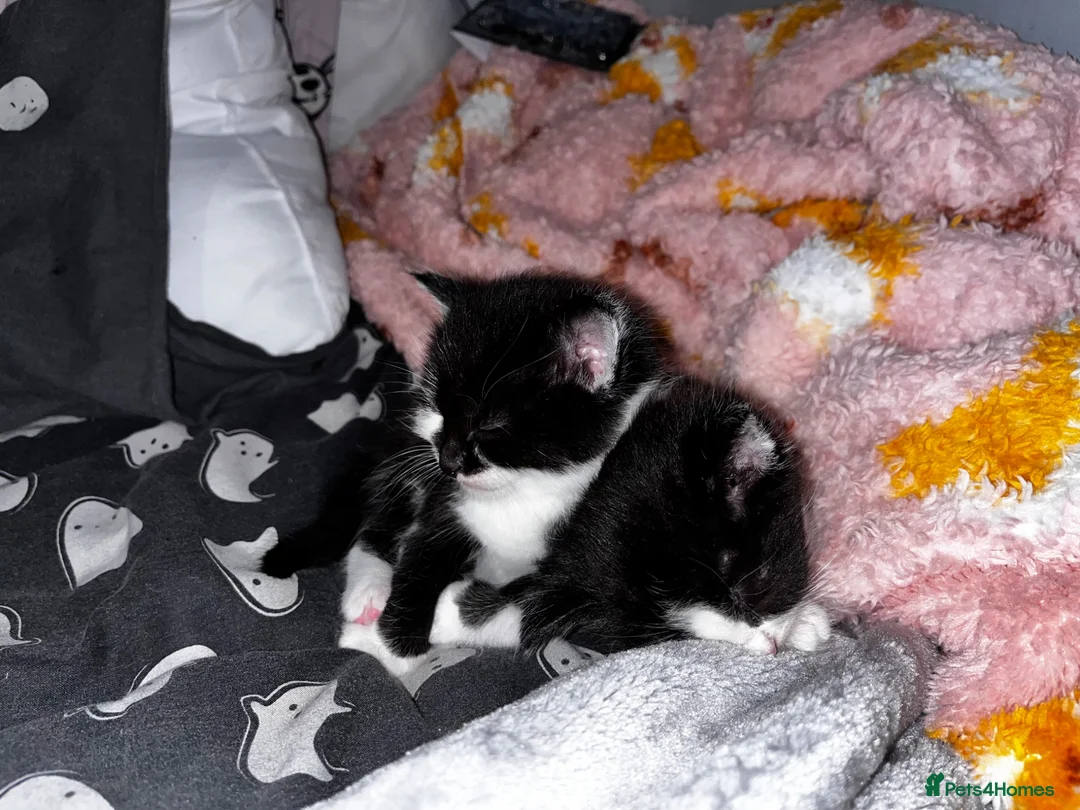 Domestic Shorthair cats for sale: Kittens  - Advert 41