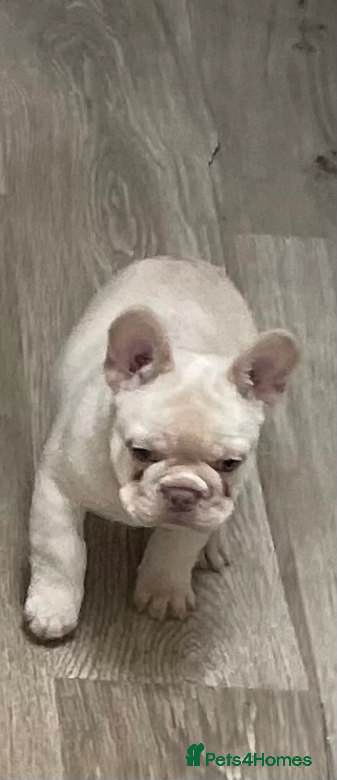 French Bulldog dogs for sale: KC REGISTERED QUALITY FRENCH BULLDOG PUPPIES  - Advert 5