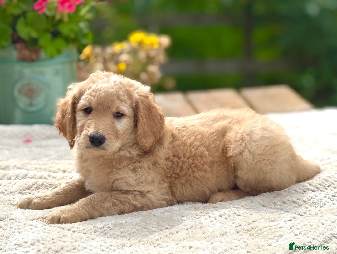 Goldendoodle dogs for sale: Exeptional Goldendoodle puppies F1b - Image 8