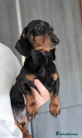 Miniature Dachshund dogs - Advert 1