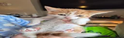 Mixed Breed cats for sale: 7 lovely kittens - Advert 5