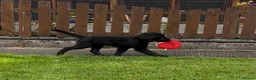 Flat coated Retriever dogs for sale: Two stunning black Flatcoats puppies for sale  - Advert 3