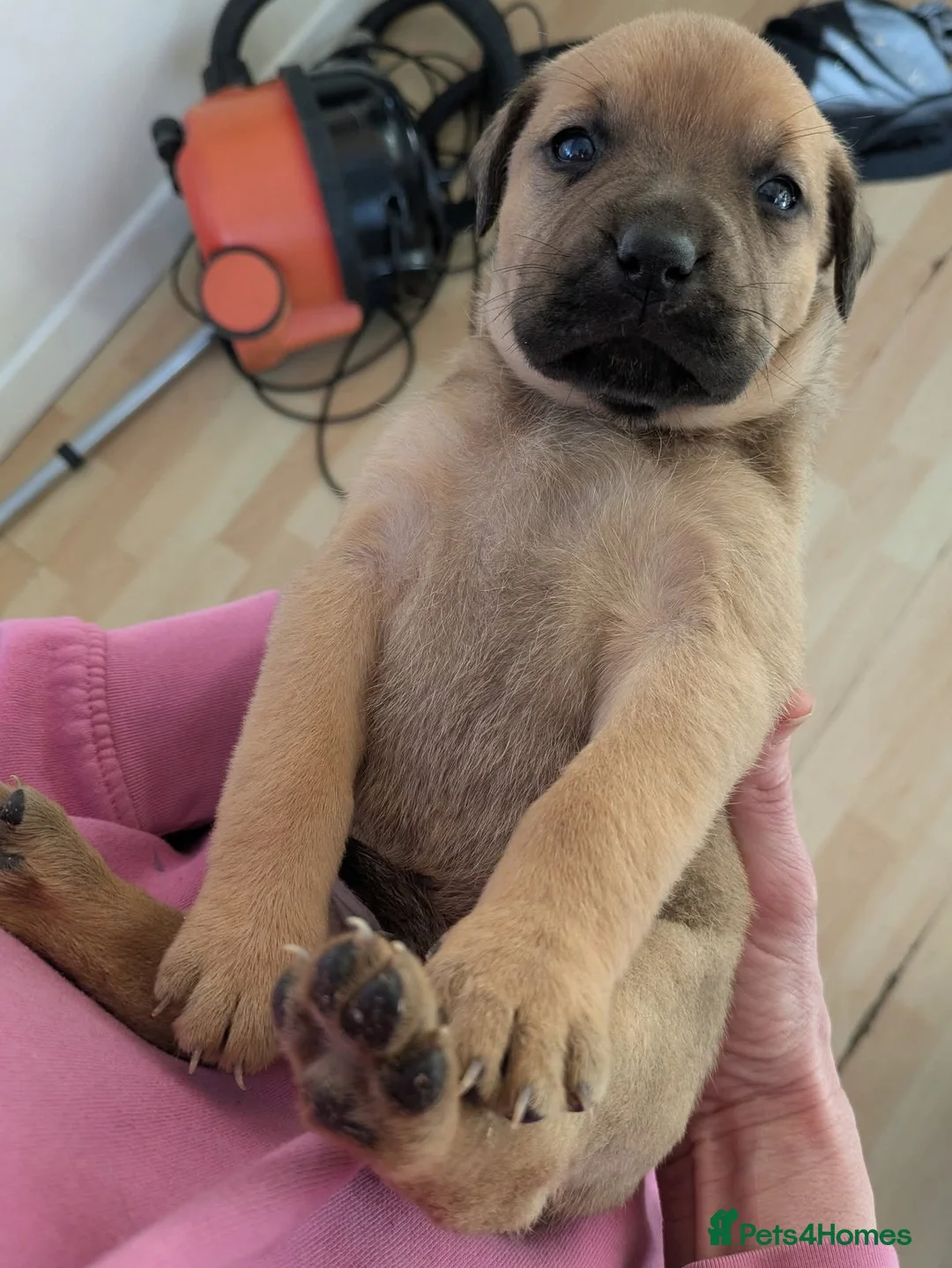Mixed Breed dogs for sale: Rott de Bordeaux  - Advert 5