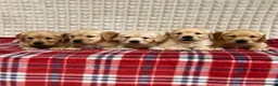 Golden Retriever dogs for sale: GORGEOUS GOLDEN RETRIEVER PUPPIES  in Carmarthen - Advert 4