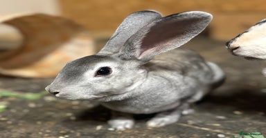 Mixed Breed rabbits - Advert 14