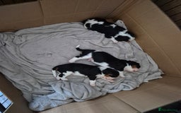 Cavalier King Charles Spaniel dogs for sale: 2 Beautiful Boys - Image 4