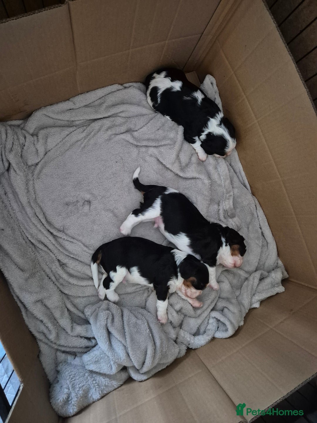 Cavalier King Charles Spaniel dogs for sale: 2 Beautiful Boys - Image 4