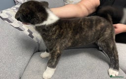 Japanese Akita Inu dogs for sale: Japonese Akita Inu - Advert 15