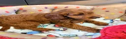 Cavapoo dogs for sale: Extensively health tested F1 Toy Cavapoo Puppies - Advert 8