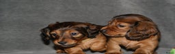 Miniature Dachshund dogs for sale: KC Registered Miniature Longhaired Dachshunds - Advert 8