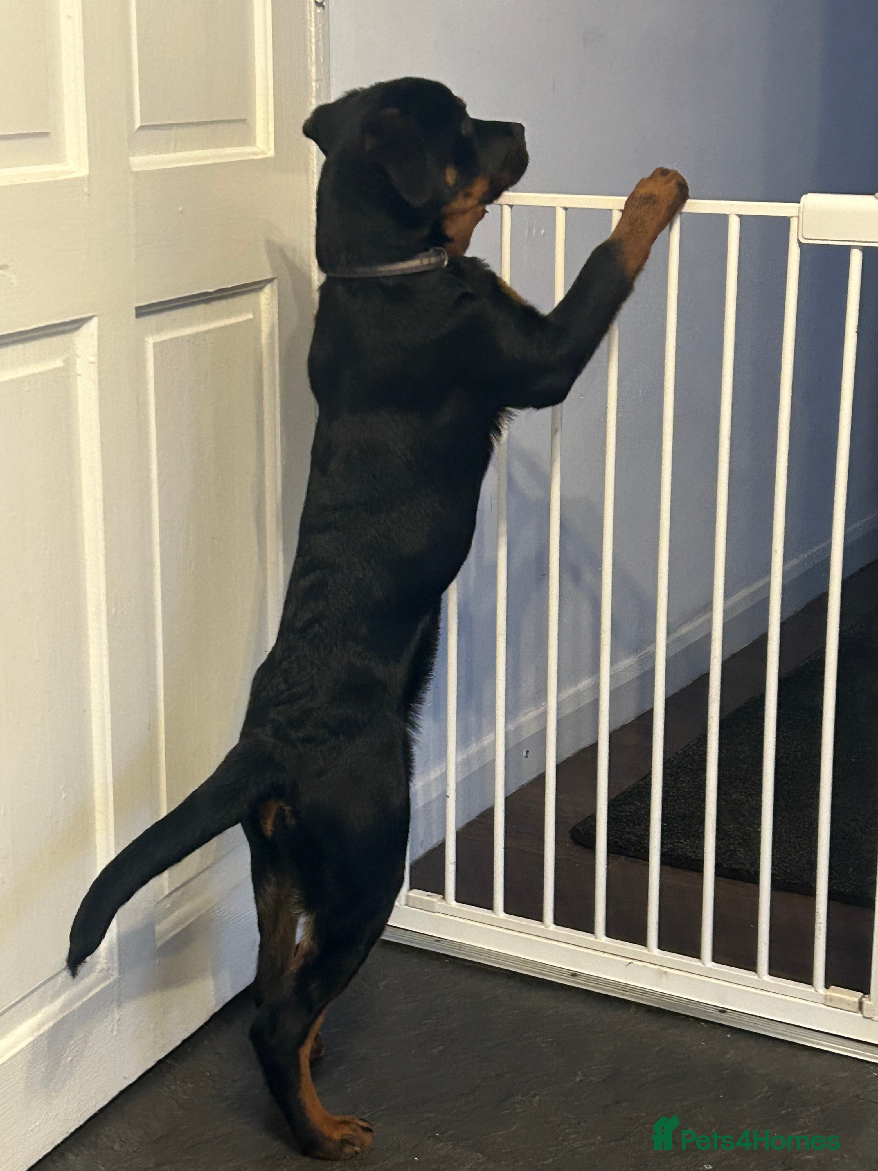 Rottweiler dogs Rottweiler  - Advert 9