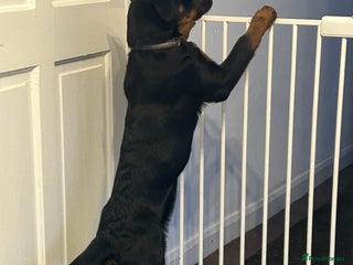 Rottweiler dogs Rottweiler - Advert 8