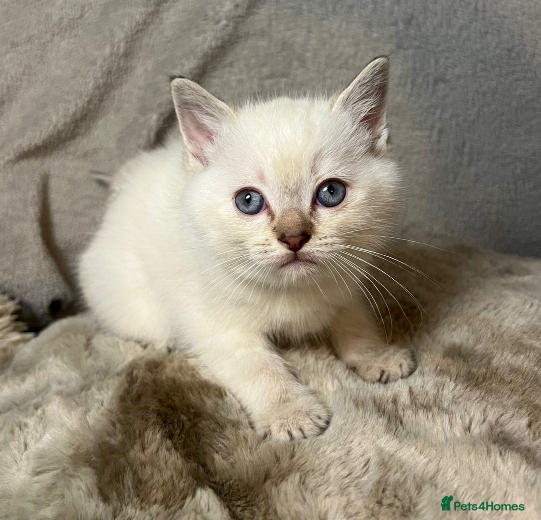 Mixed Breed cats for sale: 6 cute blue-eyed Ragdoll and BSH mix kittens  - Advert 19