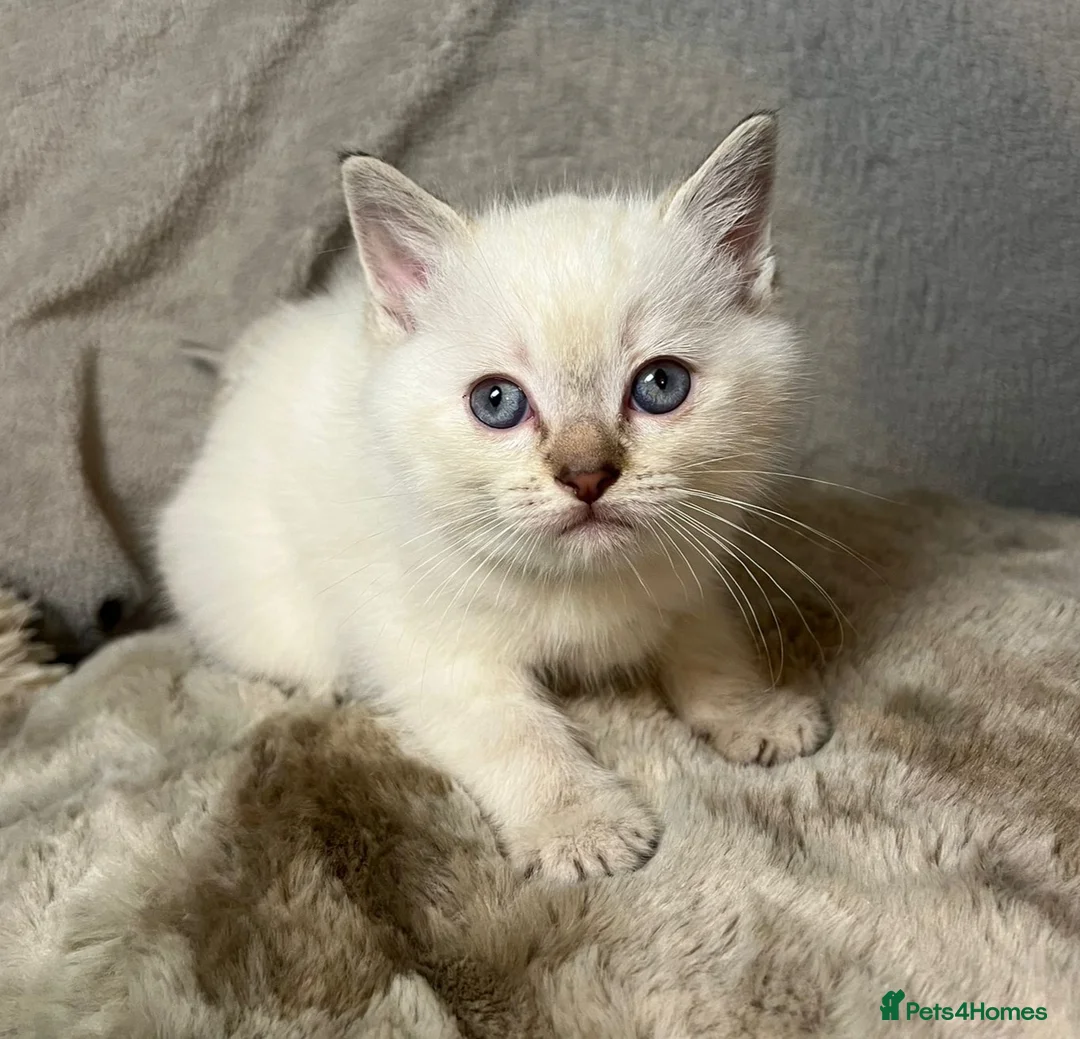 Mixed Breed cats for sale: 6 cute blue-eyed Ragdoll and BSH mix kittens  - Advert 19