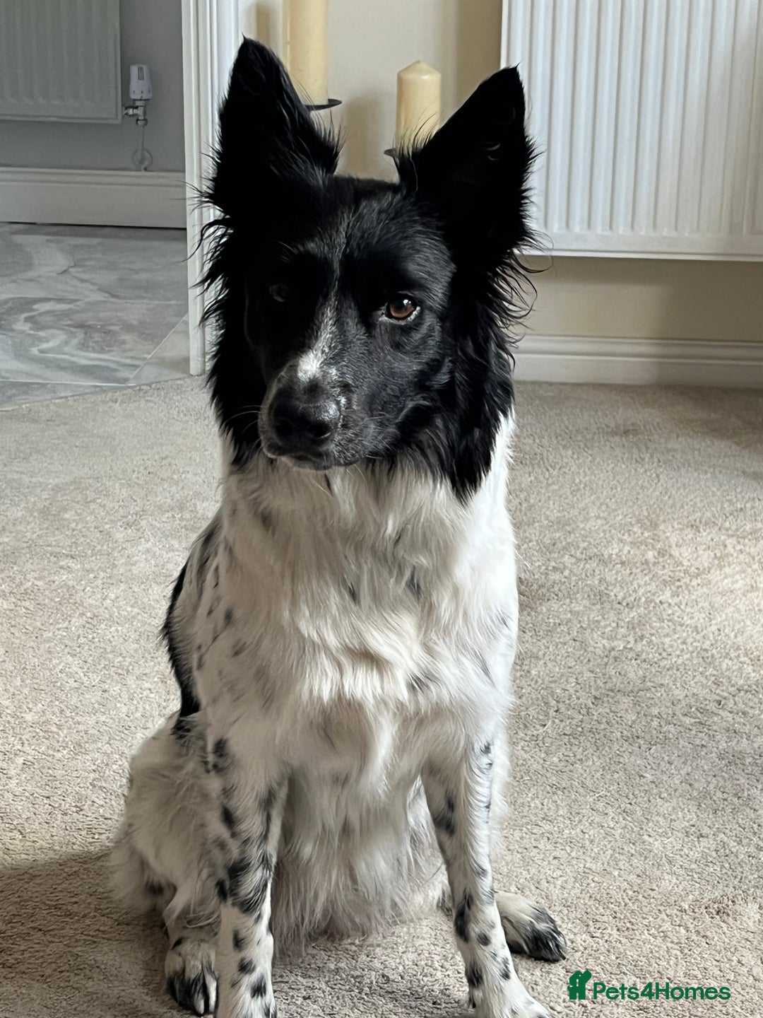 Border Collie dogs for sale: Traditional Border Collie puppies - Newport - Advert 1