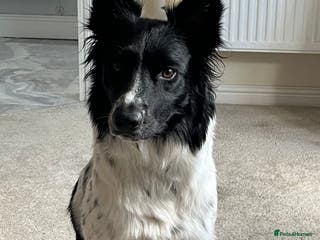 Border Collie dogs Traditional Border Collie puppies - Newport - Advert 1