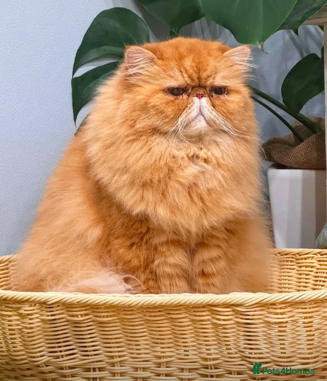 Persian cats for stud: G.C.C.F cream Stud Pedigree Champion Lineage in Slough - Advert 2