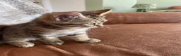 Mixed Breed cats for sale: Tabby kitten  - Advert 2