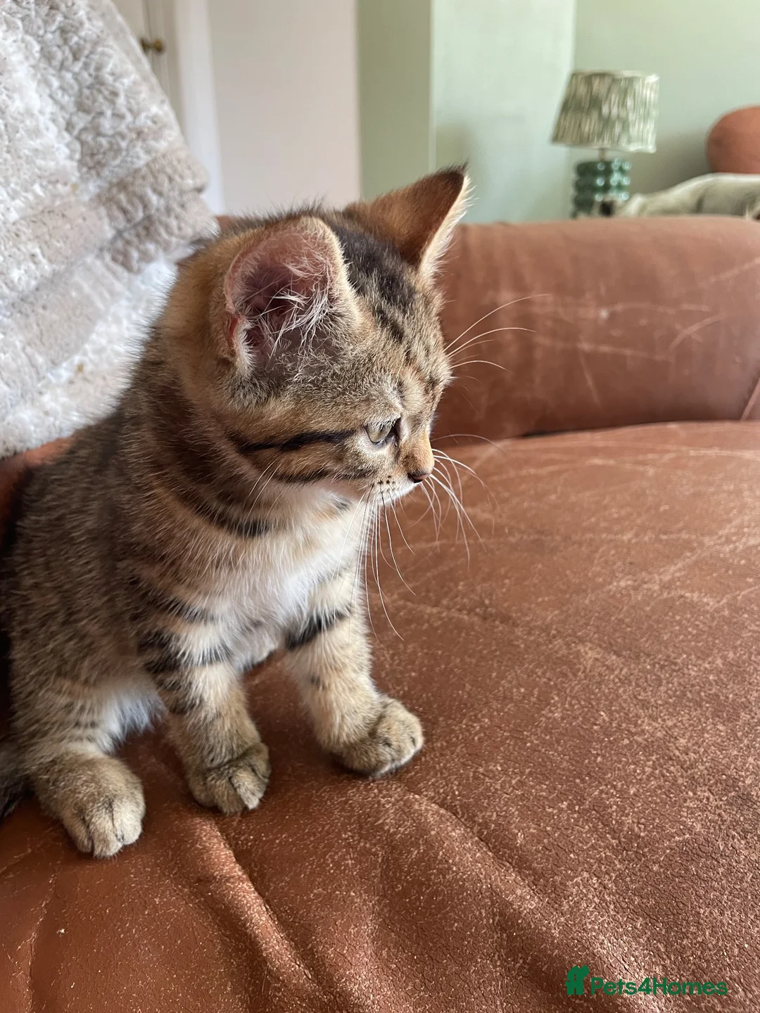 Mixed Breed cats for sale: Tabby kitten  - Advert 2