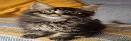 Maine Coon cats for sale: Maine coon kittens  - Advert 14