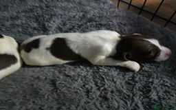 English Springer Spaniel dogs for sale: Stunning Pedigree Registered Pups - Image 19