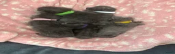 Russian Blue cats for sale: Gorgeous Russian Blue babies  - Advert 15