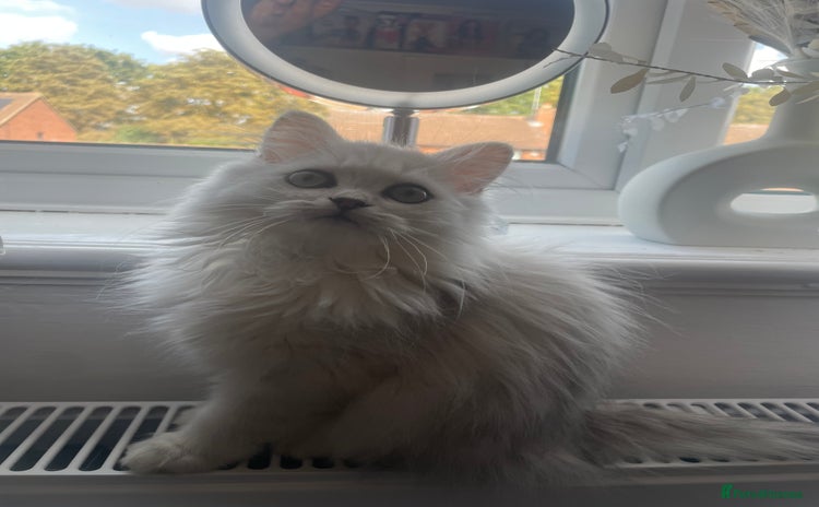 Persian cats - Advert 1