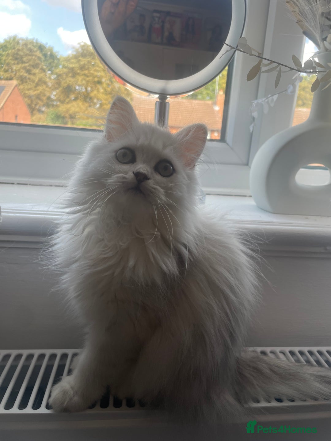 Persian cats for sale: Boy Persian kitten. Ready 2 go ASAP!🔥 - Image 1