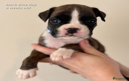 Boxer dogs for sale: 9 Beautiful Boxer Pups - Available from 22/12/2025 - Advert 27