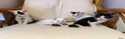 Mixed Breed cats for sale: 4 kittens and 1 mother - Advert 11