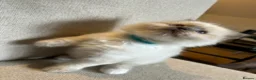 Birman cats for sale: Beautiful Blue Point Birman-Ragdoll Kittens in Leicester - Advert 8