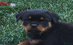 Rottweiler dogs for sale: Kc Show Quality Puppy Bitch!! in Chester-le-Street - Image 20