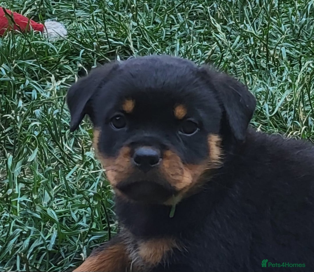 Rottweiler dogs for sale: Kc Show Quality Puppy Bitch!! in Chester-le-Street - Image 20