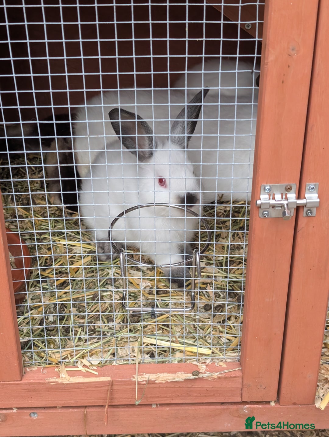 Californian rabbits for sale: Californian baby rabbits for sale - Image 2