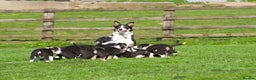 Border Collie dogs for sale: Black Tri Border Collie Puppies  - Advert 1