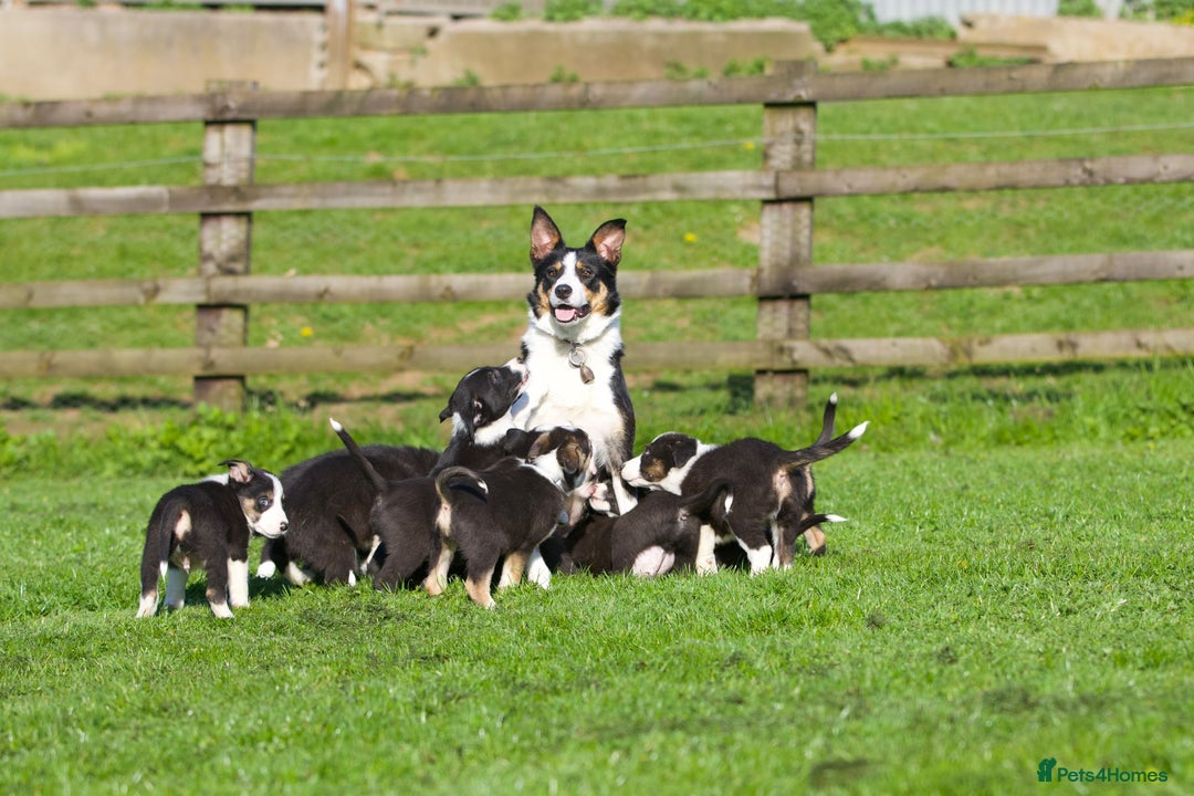 Border Collie dogs for sale: Black Tri Border Collie Puppies  - Advert 1