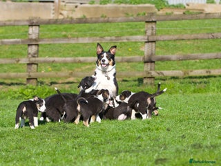 Border Collie dogs Black Tri Border Collie Puppies - Advert 5