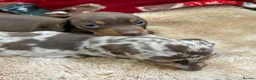 Miniature Dachshund dogs for sale: Miniature smooth haired dachshund  in Bridgend - Advert 9