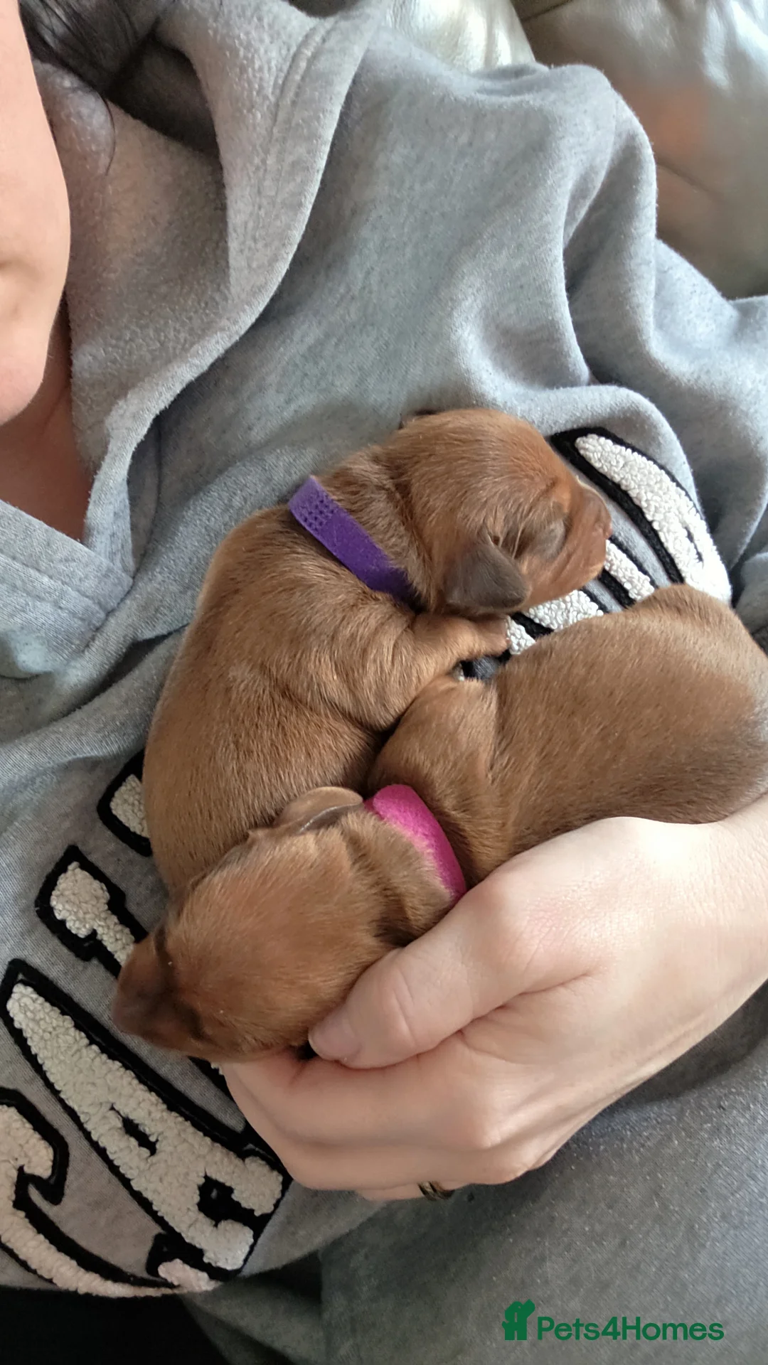 Miniature Dachshund dogs for sale: Miniature-dachshund  - Advert 3